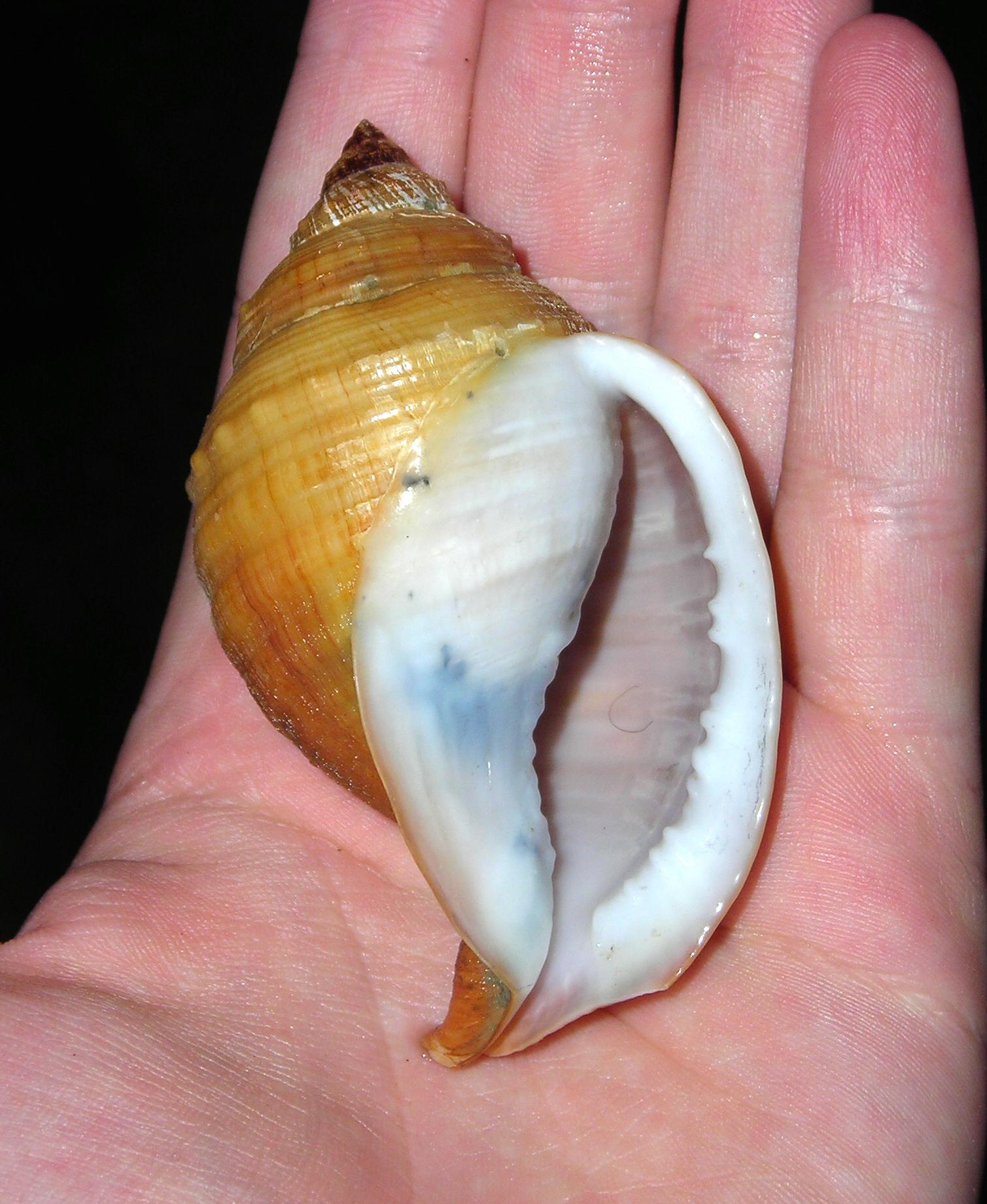 Galeodea rugosa forma ?